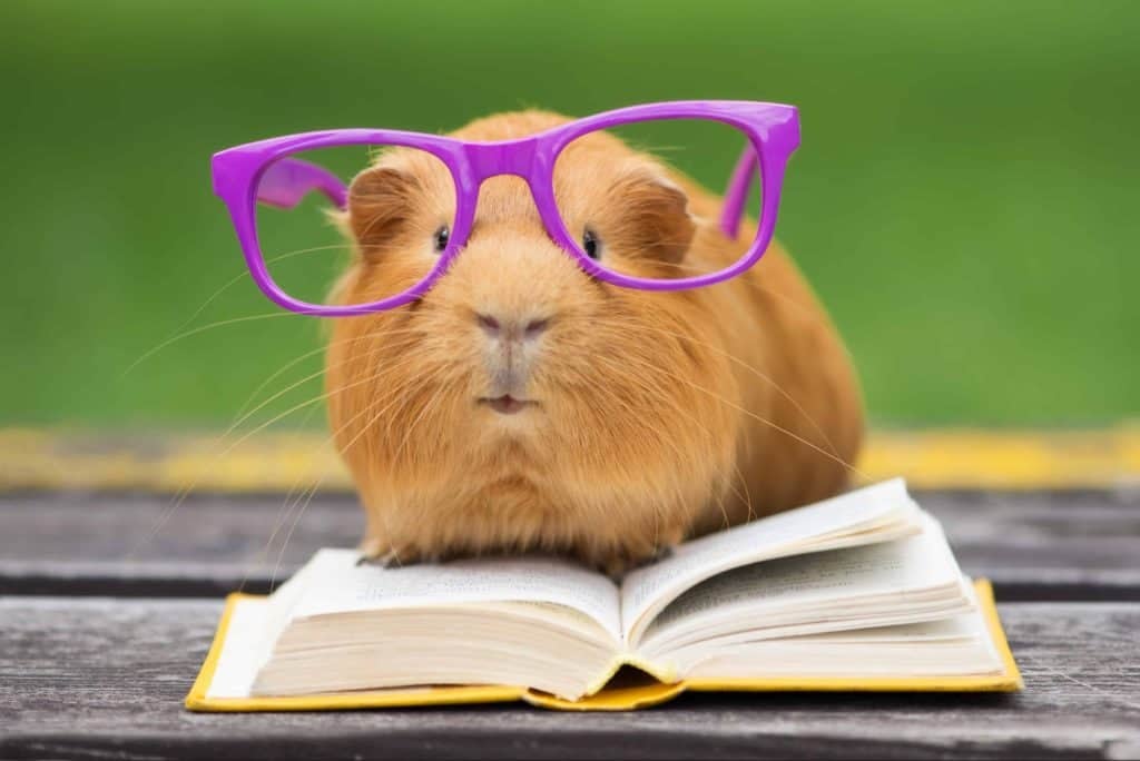 Genetically Modified Guinea Pig with Improved Comprehension